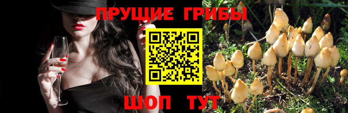 Галлюциногенные грибы MAGIC MUSHROOMS Сибай